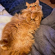 Garfield participe au concours pour gagner de l'argent avec cette photo : abyssinian, animal, bed, bedroom, blanket, canine, cat, couch, dog, furniture, hardwood, homedecor, indoors, kitten, linen, manx, pet, quilt, room, wood