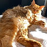 Garfield a rejoint le concours — aidez-le/la à gagner de superbes lots ! abyssinian, animal, bed, bedroom, blanket, canine, cat, couch, dog, furniture, hardwood, indoors, interiordesign, kitten, manx, person, pet, room, sleeping, wood
