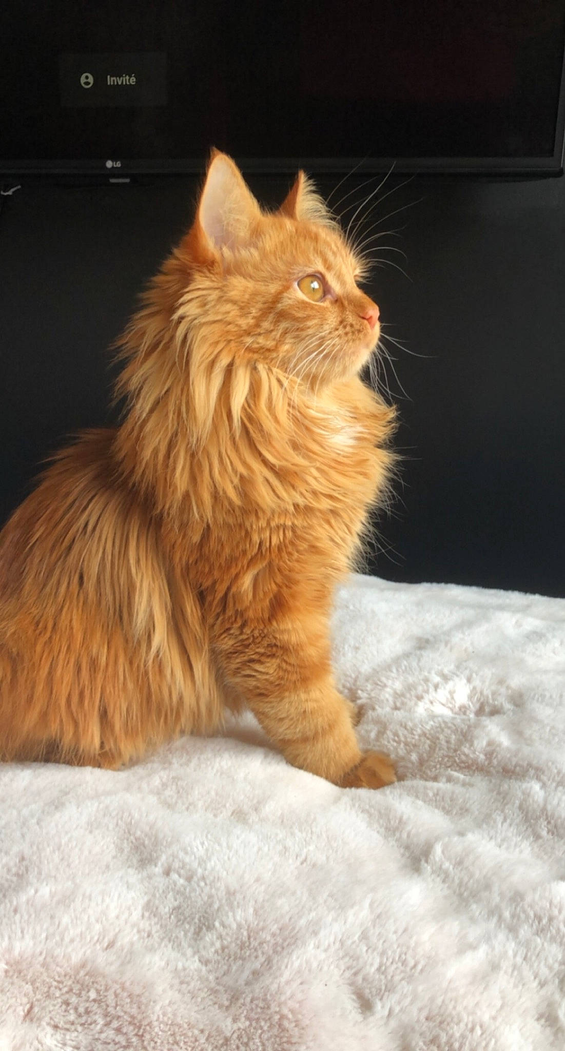 Garfield a rejoint le concours — aidez-le/la à gagner de superbes lots ! carnivore, cat, claw, comfort, fawn, felidae, fur, maine_coon, paw, sitting, small_to_medium_sized_cats, snout, tail, terrestrial_animal, whiskers, window, wood