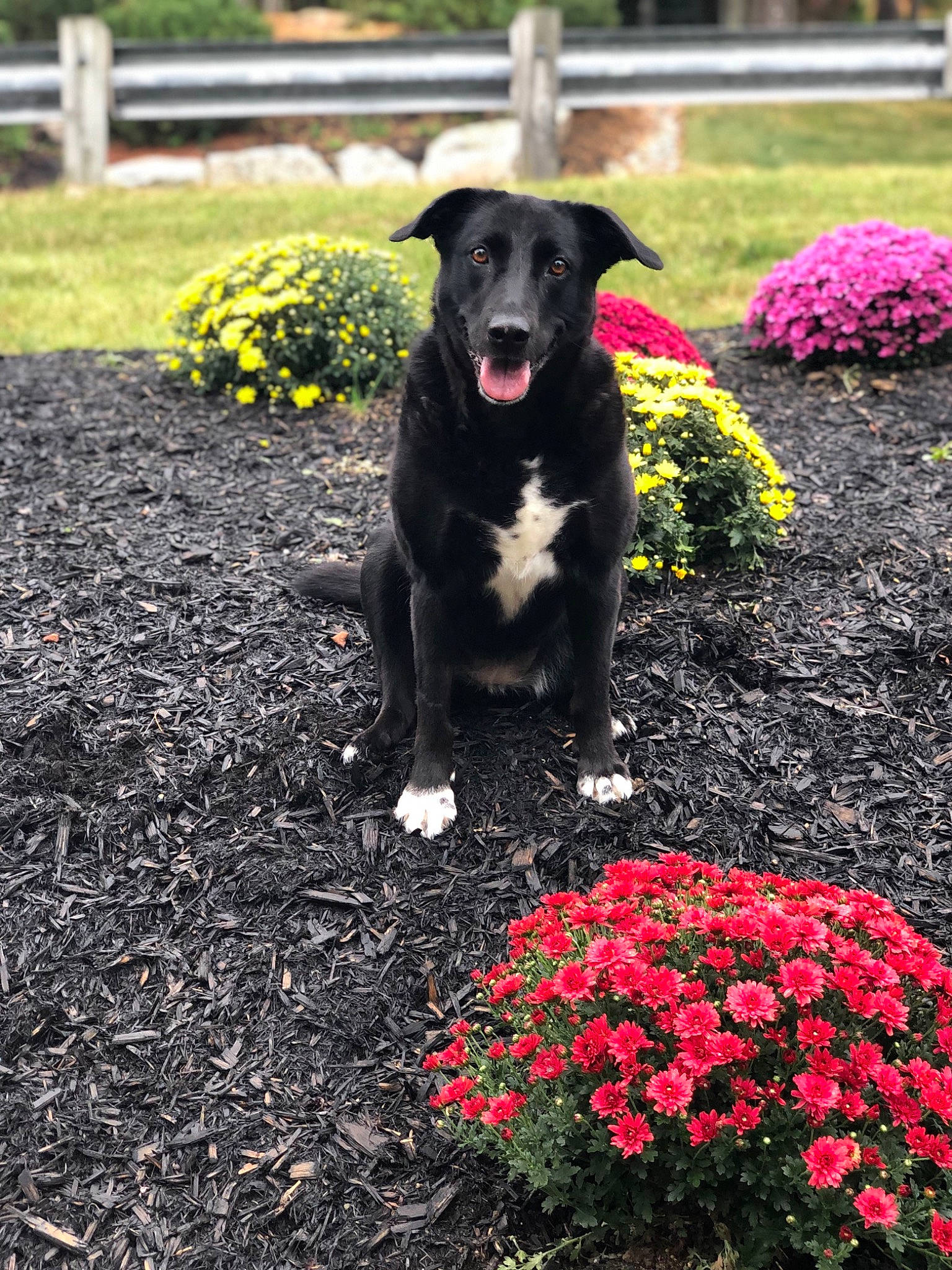 Daisy is registered to the contest to win money with this photo: borador, canidae, carnivore, dog, dog_breed, flower, garden, plant, shrub, sporting_group, spring, tree