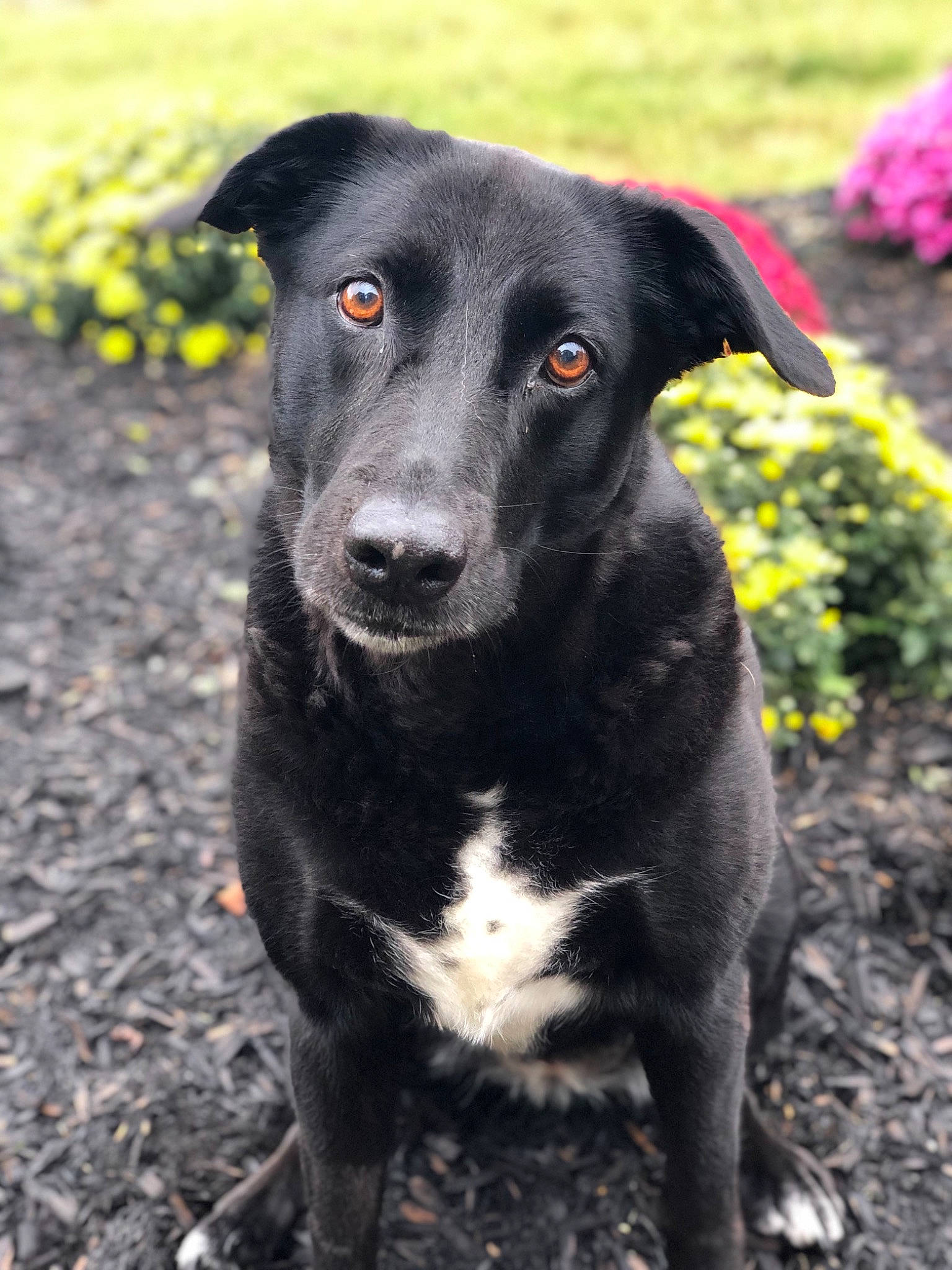 Daisy joined the competition — help win amazing prizes! borador, canidae, carnivore, companion_dog, dog, dog_breed, feist, gladiolus, hunting_dog, mammal, mountain_cur, patterdale_terrier, plant, potcake_dog, rare_breed_dog, snout, sporting_group, street_dog, vertebrate, whiskers