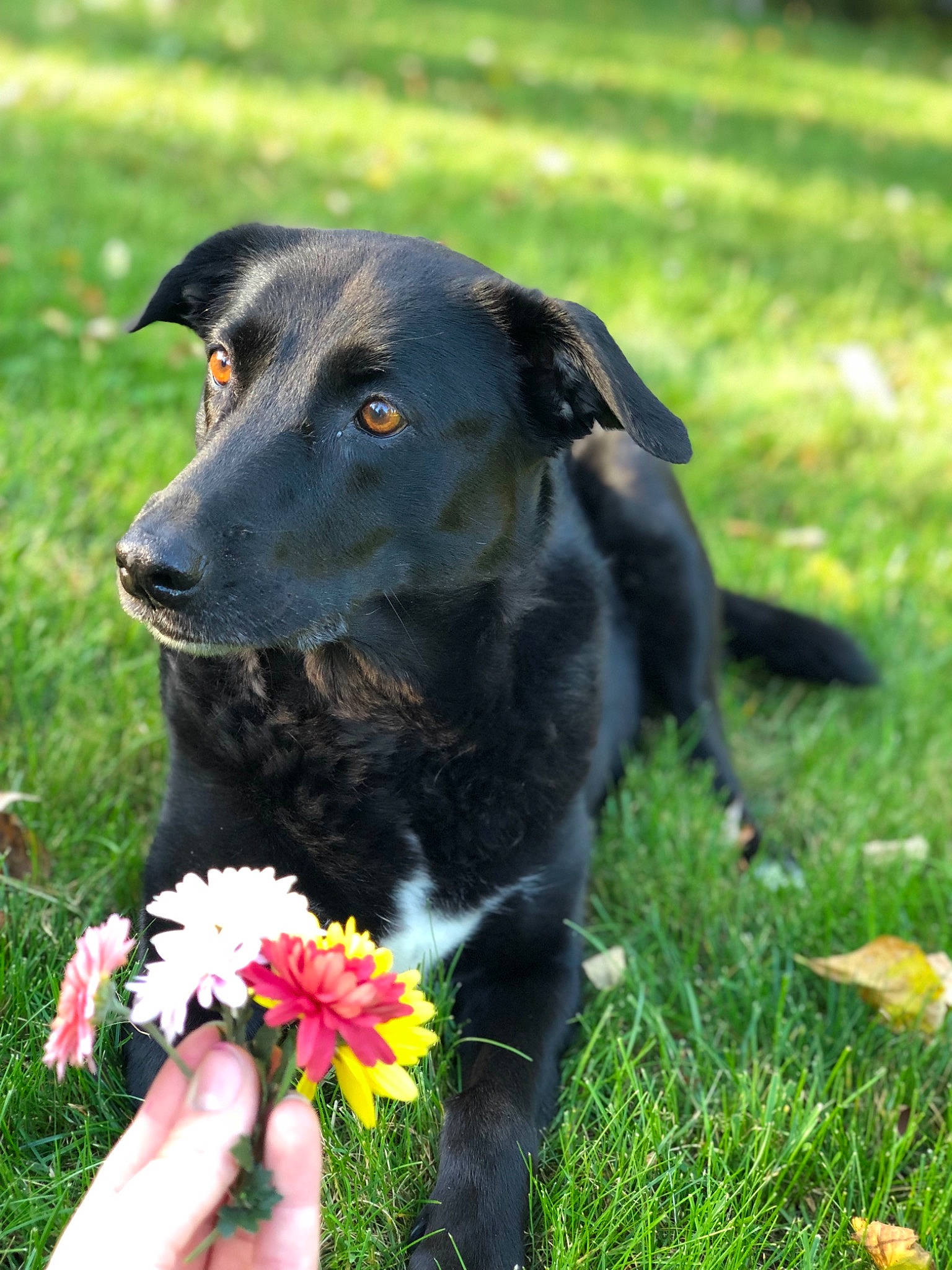 Daisy joined the competition — help win amazing prizes! borador, canidae, carnivore, companion_dog, dog, dog_breed, flat_coated_retriever, flower, gladiolus, grass, hunting_dog, labrador_retriever, mammal, plant, rare_breed_dog, sporting_group, vertebrate