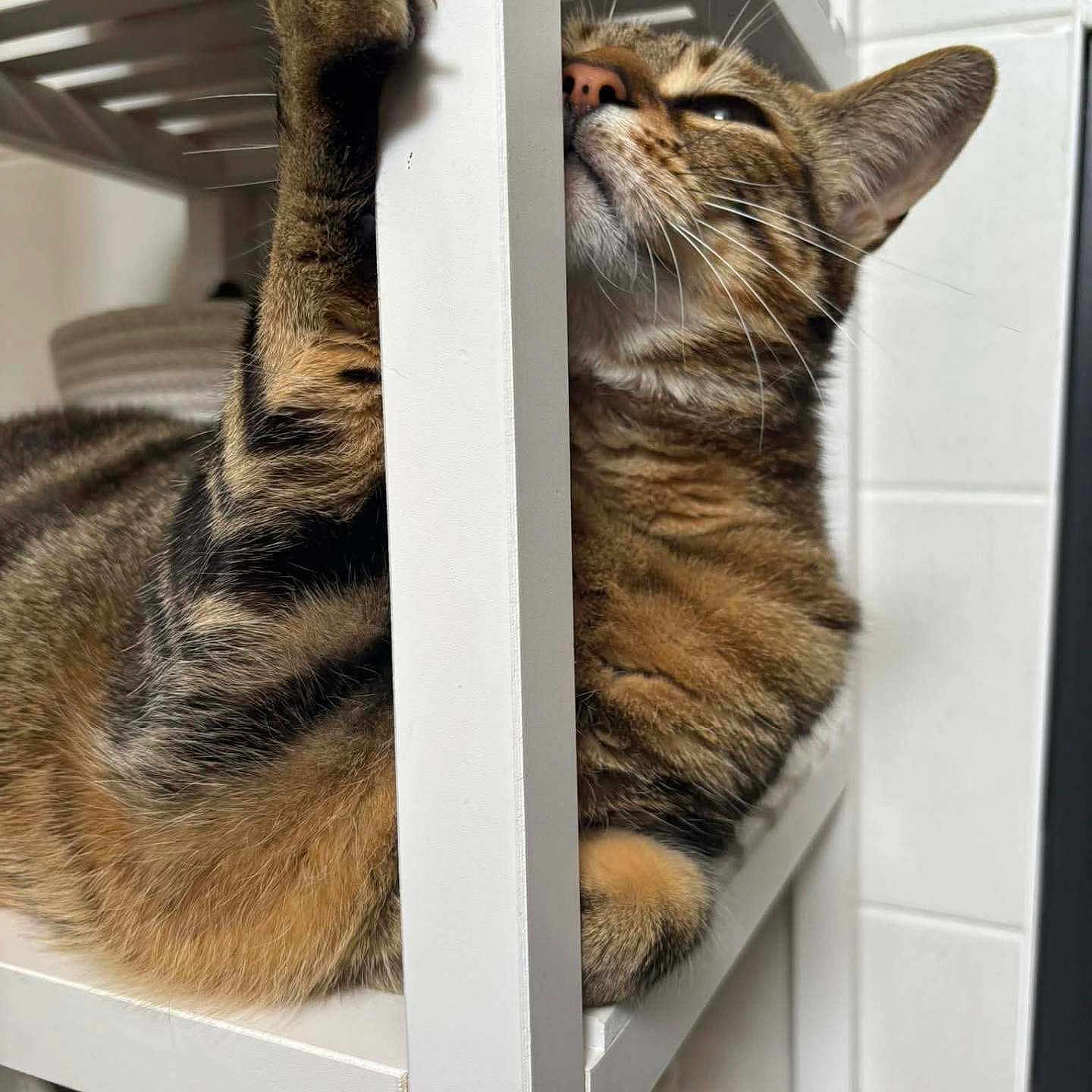 Simba