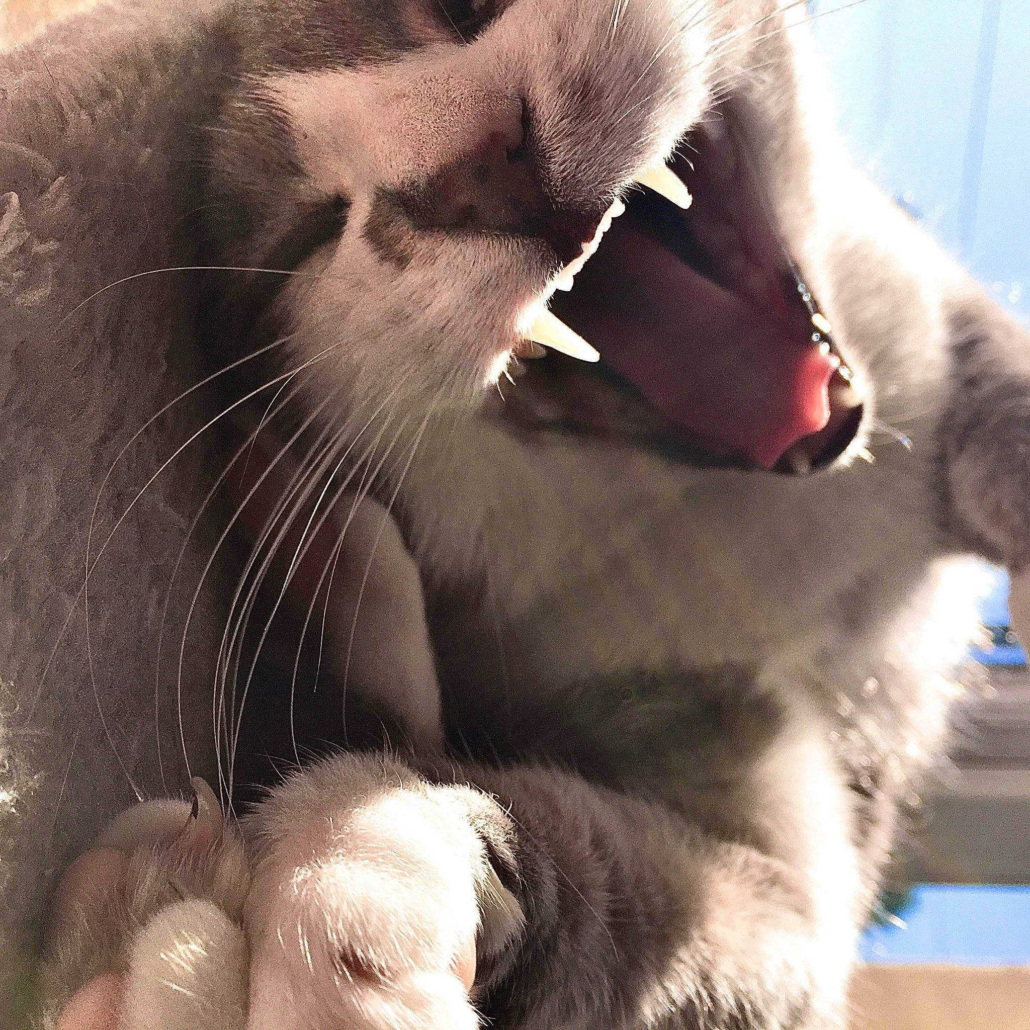 Chanel a rejoint le concours — aidez-le/la à gagner de superbes lots ! carnivore, cat, felidae, fur, nose, paw, small_to_medium_sized_cats, snout, whiskers