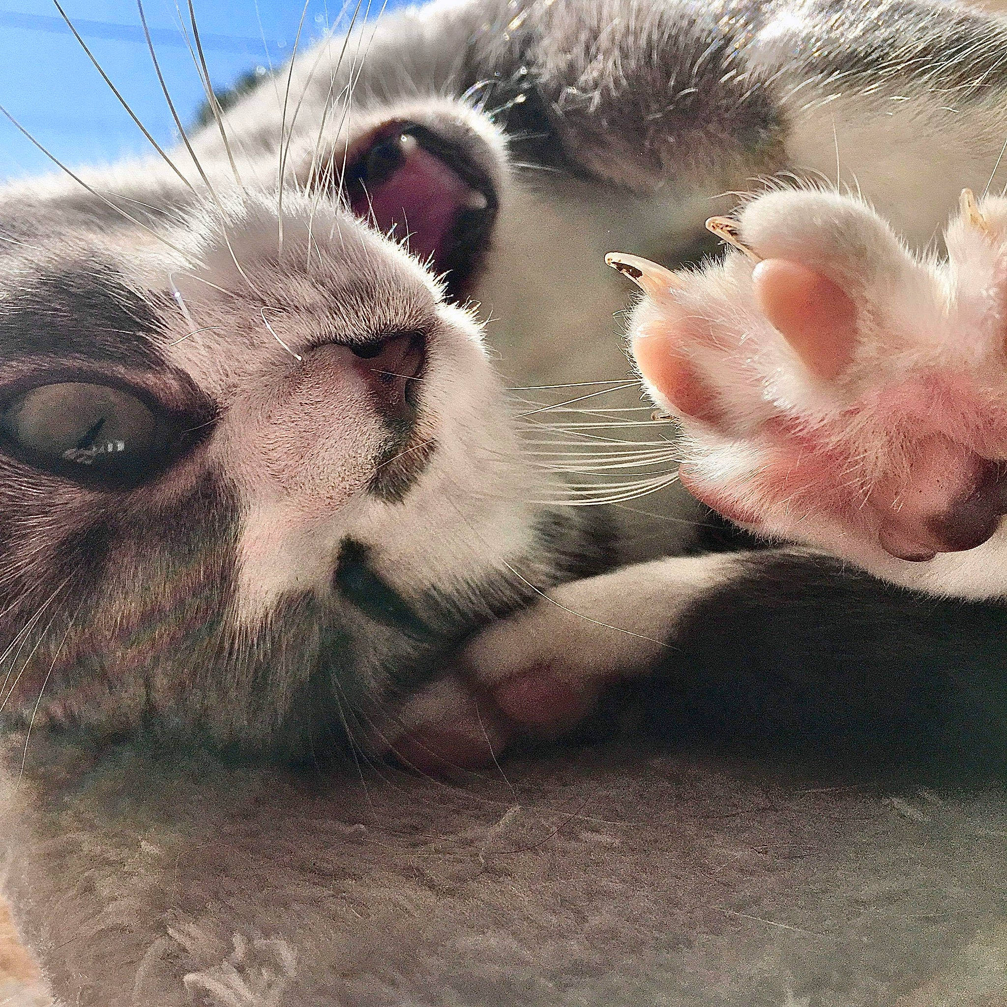 Chanel a rejoint le concours — aidez-le/la à gagner de superbes lots ! canidae, carnivore, cat, close_up, ear, eye, fawn, felidae, fur, head, nose, paw, photography, rabbit, selfie, skin, sky, snout, whiskers