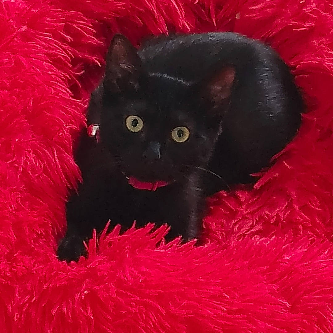 Nera a rejoint le concours — aidez-le/la à gagner de superbes lots ! black_cat, bombay, carmine, carnivore, cat, coquelicot, felidae, fur, magenta, natural_material, red, small_to_medium_sized_cats, snout, tail, terrestrial_animal, whiskers