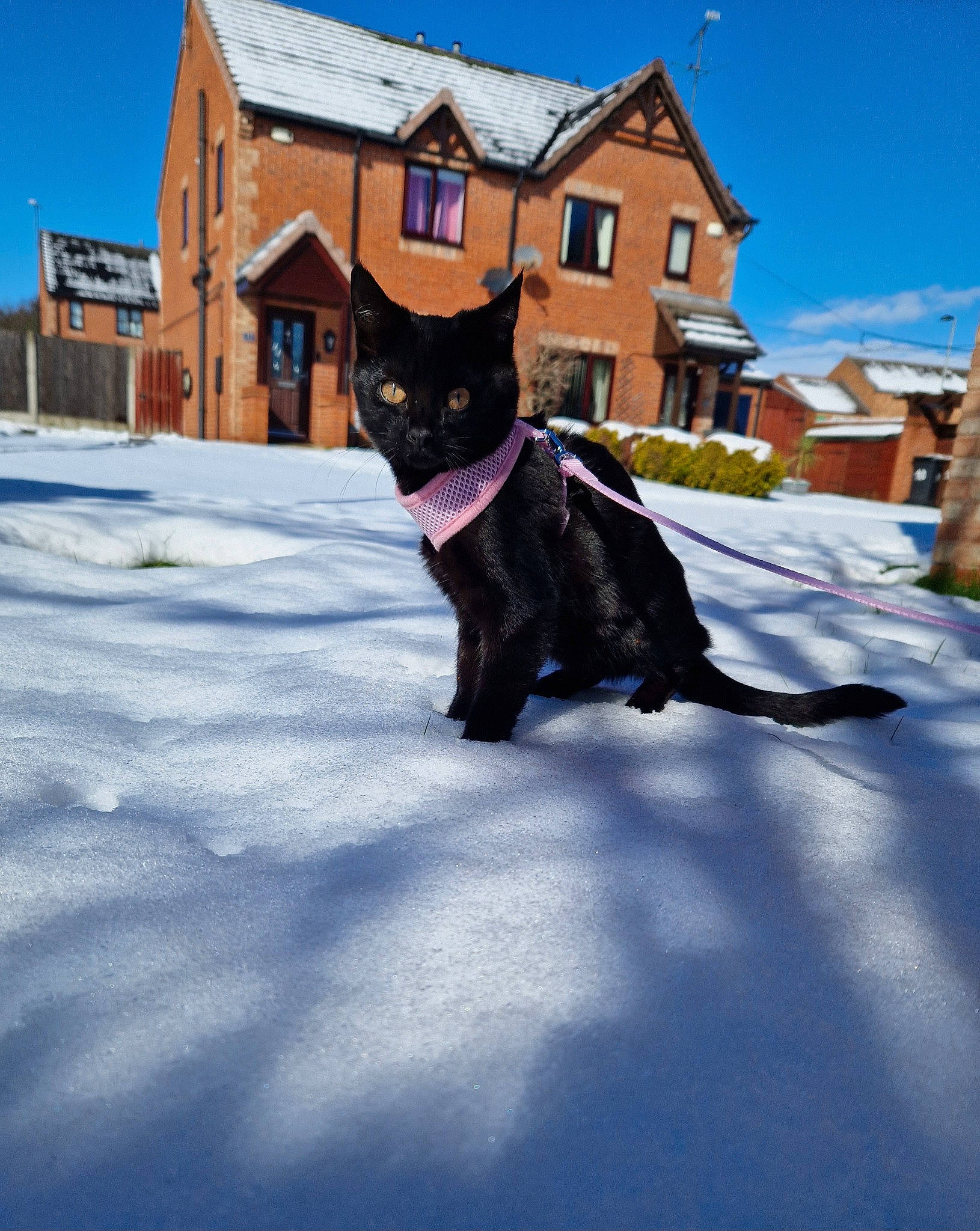 Luna joined the competition — help win amazing prizes! building, carnivore, collar, dog_breed, dog_collar, electric_blue, felidae, freezing, house, leash, sky, small_to_medium_sized_cats, snout, snow, sunglasses, tail, tree, whiskers, window, winter