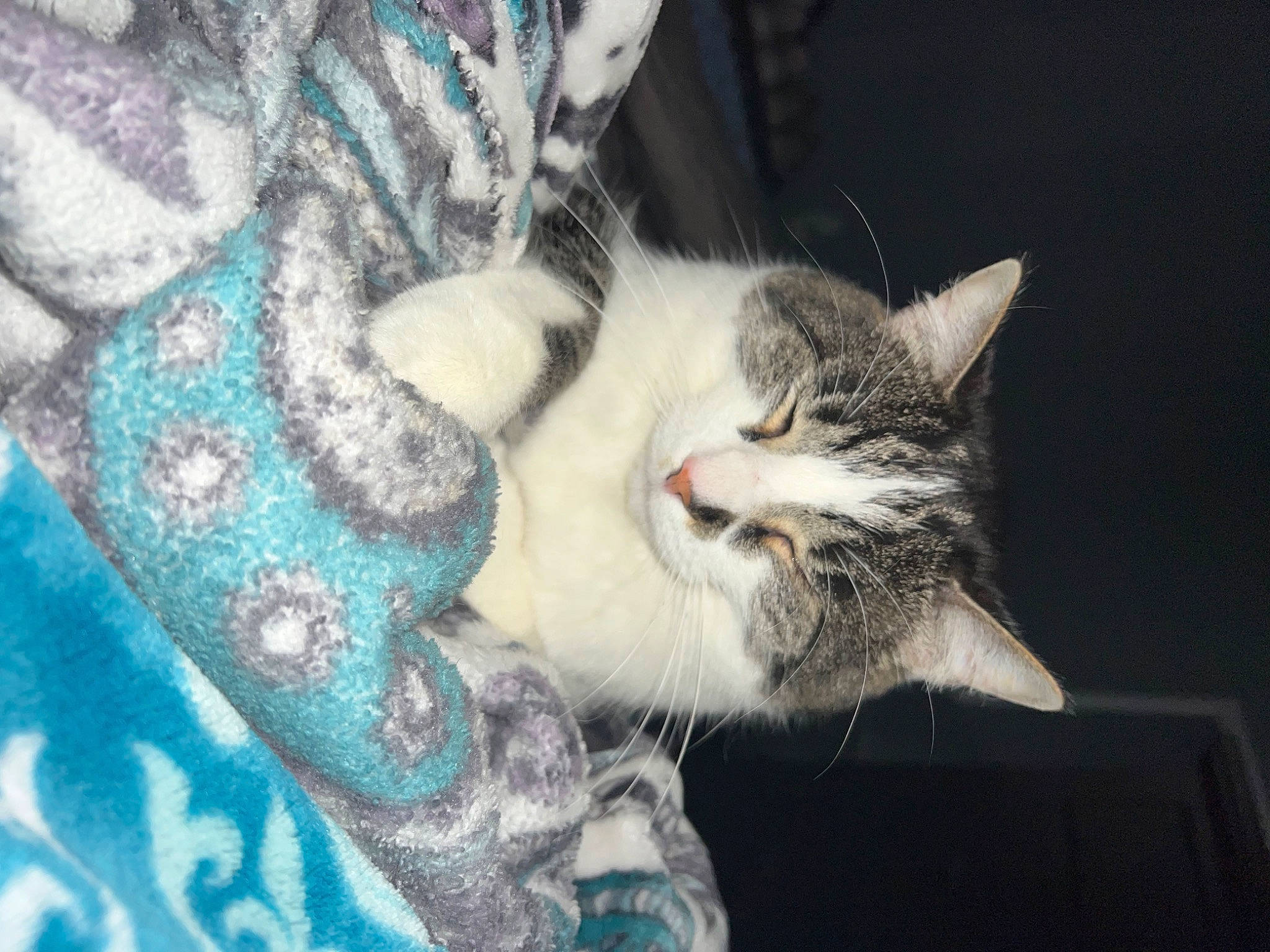 Jeff is registered to the contest to win money with this photo: carnivore, cat, claw, close_up, comfort, domestic_short_haired_cat, door, felidae, fur, grey, linens, pattern, paw, plant, small_to_medium_sized_cats, snout, tail, tree, whiskers