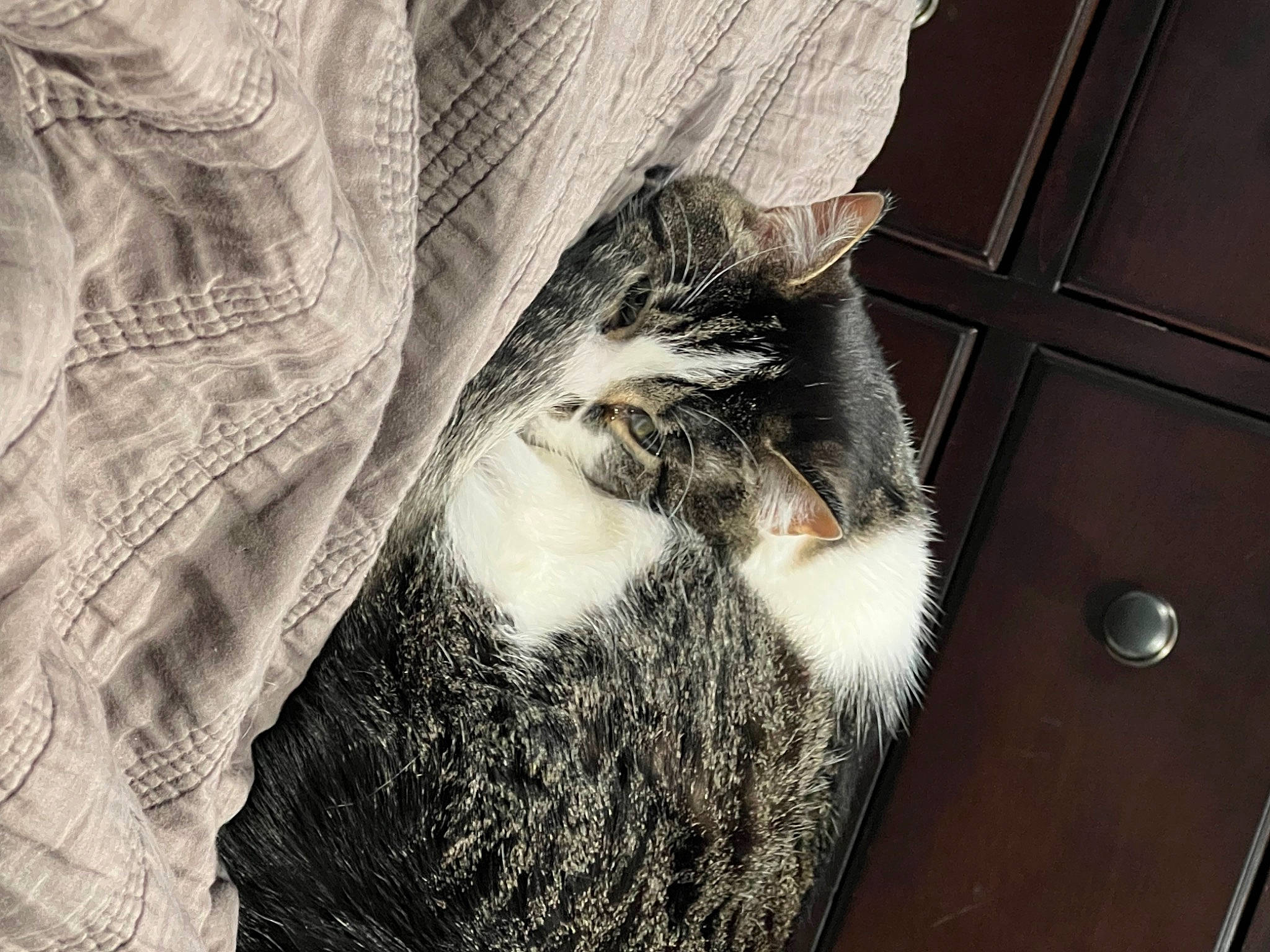 Jeff joined the competition — help win amazing prizes! box, cardboard, carnivore, cat, comfort, domestic_short_haired_cat, felidae, fur, grey, human_leg, linens, monochrome, monochrome_photography, pattern, shipping_box, small_to_medium_sized_cats, tail, whiskers, window, wood