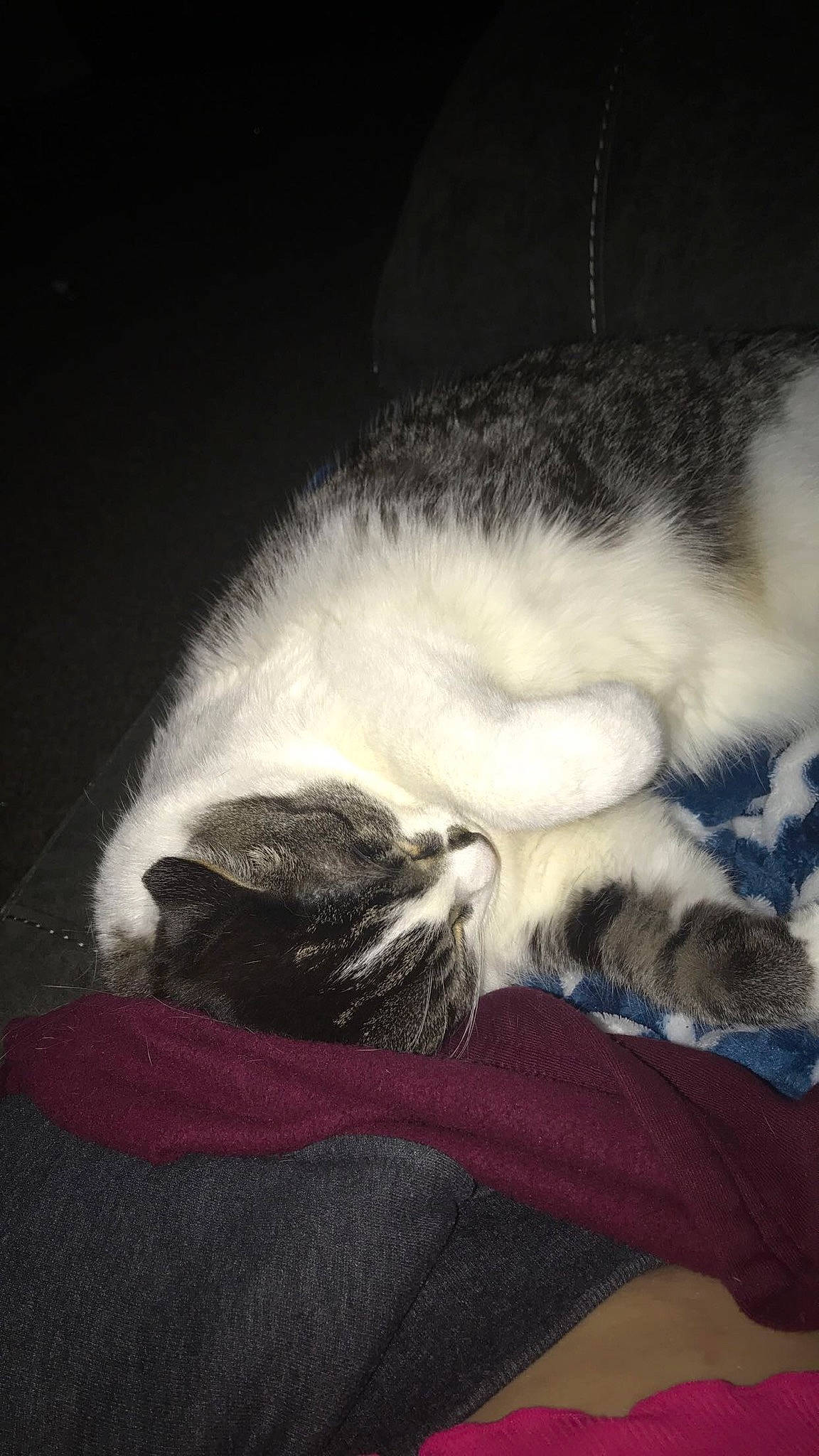 Jeff is registered to the contest to win money with this photo: canidae, carnivore, cat, claw, cloud, comfort, companion_dog, darkness, dog_breed, domestic_short_haired_cat, felidae, fur, nap, paw, small_to_medium_sized_cats, sporting_group, tail, terrestrial_animal, whiskers