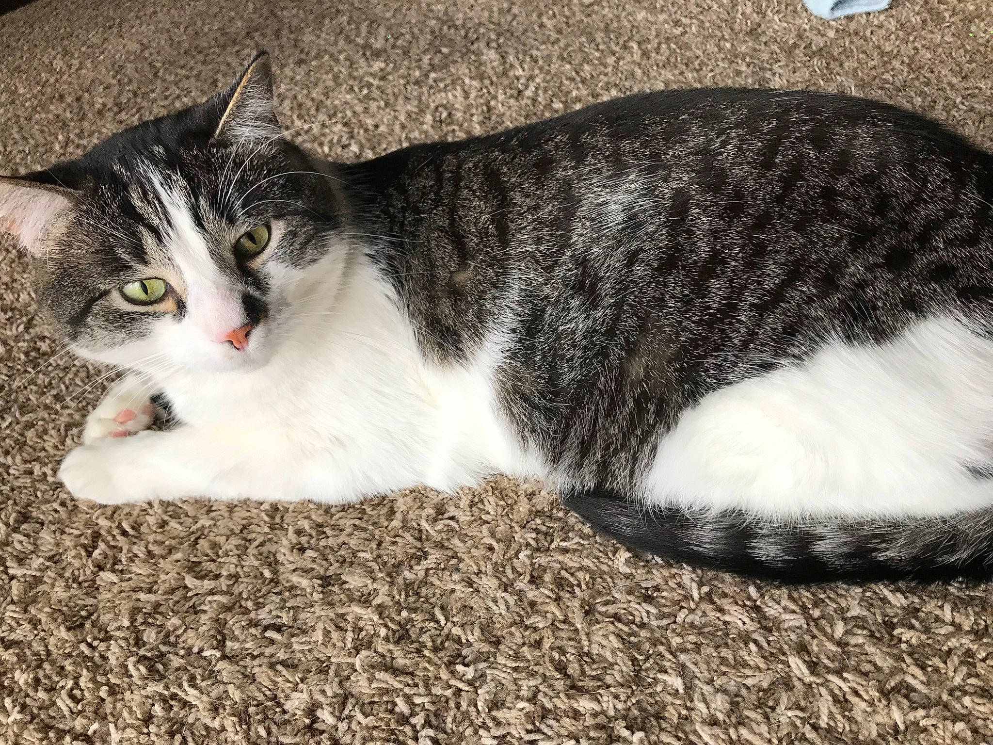 Jeff joined the competition — help win amazing prizes! carnivore, cat, domestic_short_haired_cat, felidae, fur, grass, paw, small_to_medium_sized_cats, snout, tail, terrestrial_animal, tree, whiskers