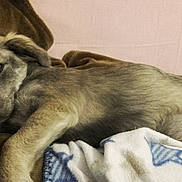 Molly participe au concours pour gagner de l'argent avec cette photo : american_staghound, carnivoran, dog, dog_breed, dog_breed_group, dog_like_mammal, longdog, longhaired_whippet, lurcher, puppy, rare_breed_dog, silken_windhound, street_dog, whippet