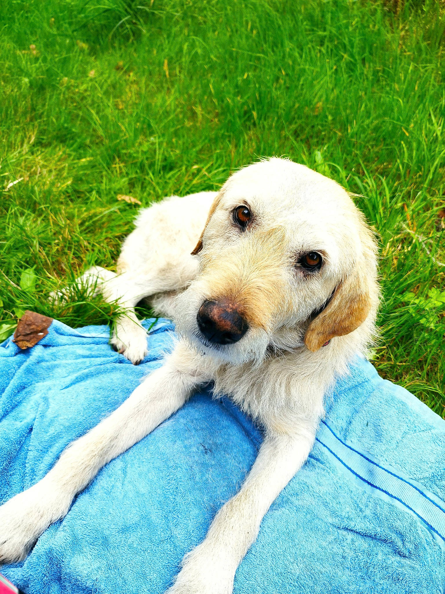 Babouche a rejoint le concours — aidez-le/la à gagner de superbes lots ! canidae, carnivore, companion_dog, dog, dog_breed, fawn, grass, grassland, happy, mammal, paw, plant, snout, terrestrial_animal, vertebrate, working_animal