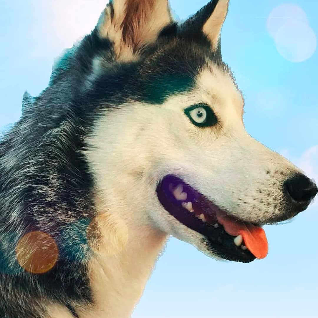 Nala
