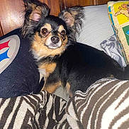 Tiny joined the competition — help win amazing prizes! animal, black_and_tan, blanket, companion, couch, cozy, curious, cushion, cute, dog, ears, fluffy, fur, home, indoor, looking, pet, sitting, small_dog, wooden_wall