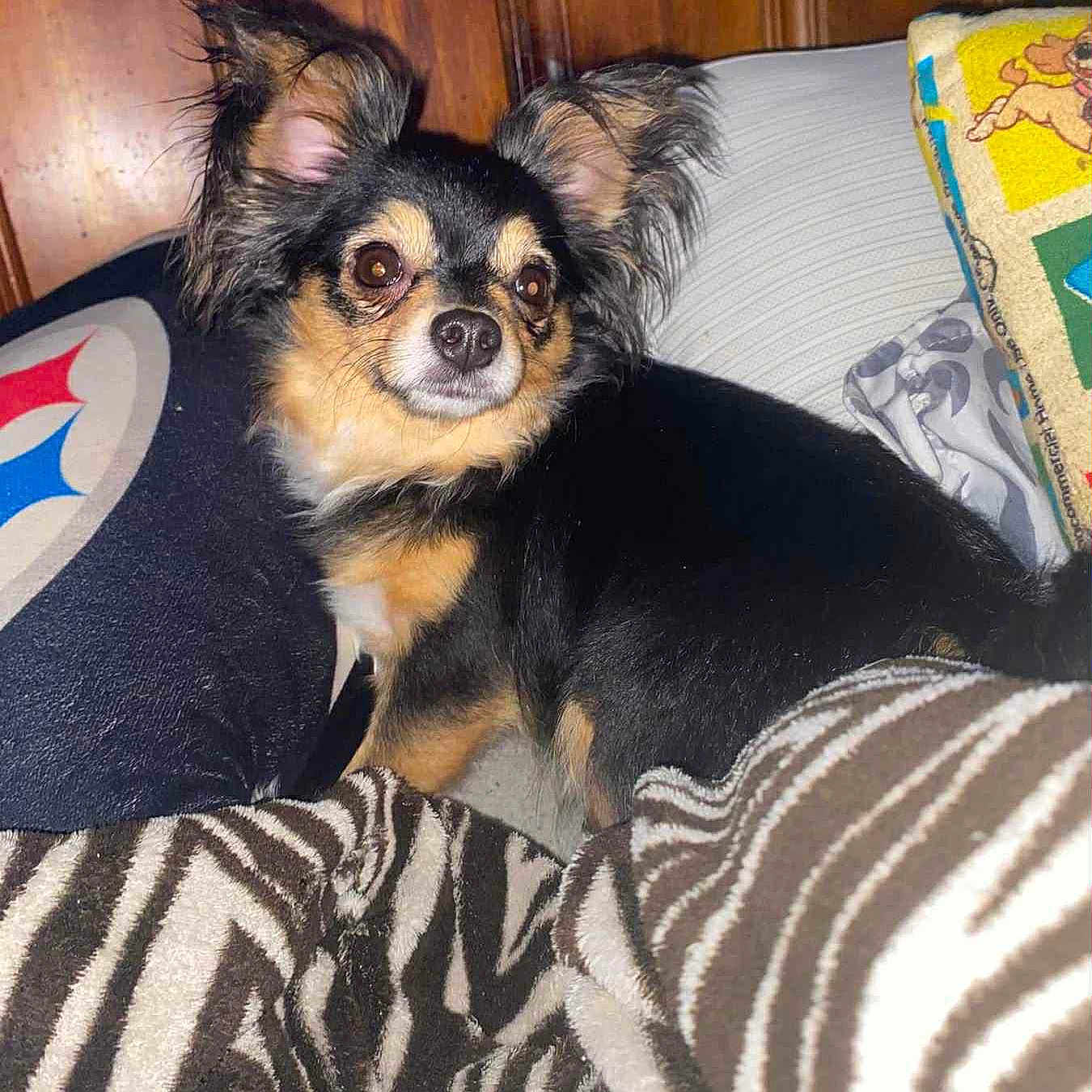 Tiny joined the competition — help win amazing prizes! animal, black_and_tan, blanket, companion, couch, cozy, curious, cushion, cute, dog, ears, fluffy, fur, home, indoor, looking, pet, sitting, small_dog, wooden_wall