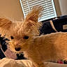 dog, puppy, small_dog, fluffy, bed, indoor, curious, ears, light, window_blinds, pet, cute, animal, fur, closeup, young, domestic_animal, cozy, room, blanket
