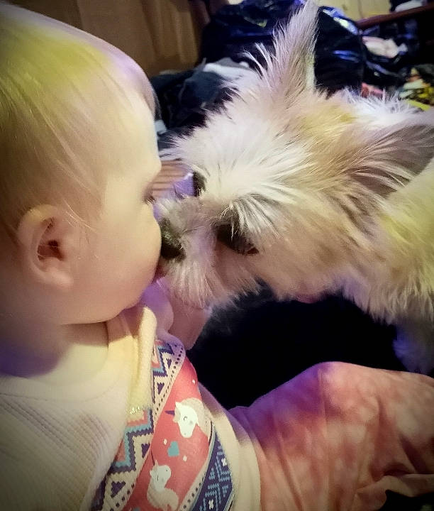 Lillie May is registered to the contest to win money with this photo: blond, carnivore, child, cloud, companion_dog, dog, dog_breed, ear, eyelash, eyewear, fashion_accessory, fur, happy, love, puppy_love, selfie, small_terrier, terrier, toddler, toy_dog