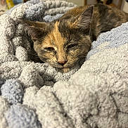 Gloria joined the competition — help win amazing prizes! kitten, cat, sleepy, tortoiseshell, blanket, cozy, soft, indoor, pet, feline, fur, closeup, resting, cute, animal, domestic_animal, young, comfort, texture, warm