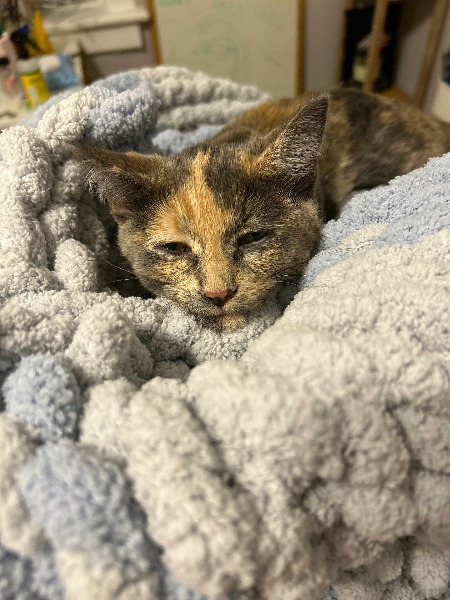 Gloria joined the competition — help win amazing prizes! kitten, cat, sleepy, tortoiseshell, blanket, cozy, soft, indoor, pet, feline, fur, closeup, resting, cute, animal, domestic_animal, young, comfort, texture, warm