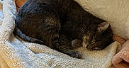 Goose is registered to the contest to win money with this photo: cat, sleeping, tabby, gray_cat, blanket, cozy, indoor, window, natural_light, fur, resting, curled_up, pet, domestic_cat, soft_texture, home, relaxing, peaceful, feline, nap