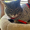 cat, tabby_cat, pet, striped_shirt, clothing, bed, cozy, indoor, window, natural_light, feline, animal, mammal, resting, close_up, ears, whiskers, face, fur, cute