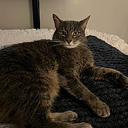 Goose is registered to the contest to win money with this photo: cat, gray_cat, feline, pet, indoor, blanket, texture, fur, whiskers, paws, relaxed, laying_down, looking_at_camera, golden_eyes, home_interior, television, neutral_wall, comfortable, cozy, resting
