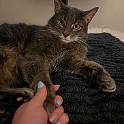 Goose is registered to the contest to win money with this photo: animal, bedroom, blanket, blue_nails, cat, close_up, companion, cozy, domestic_animal, furniture, gray_cat, hand, human_hand, indoor, nail_polish, paw, pet, relaxing, television, textured_blanket