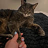 cat, gray_cat, pet, hand, human_hand, nail_polish, blue_nails, blanket, textured_blanket, bedroom, indoor, television, furniture, animal, paw, relaxing, cozy, close_up, domestic_animal, companion