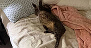 Goose is registered to the contest to win money with this photo: bed, blanket, carpet, cat, chair, cozy, curtain, cushion, domestic_animal, furniture, indoor, pet, pillow, relaxing, resting, sleeping, soft, stretching, tissue_box, window