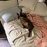 bed, blanket, cat, chair, cushion, furniture, indoor, pillow, relaxing, resting, sleeping, soft, stretching, tissue_box, window, curtain, carpet, cozy, domestic_animal, pet