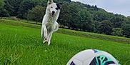Jena participe au concours pour gagner de l'argent avec cette photo : dog, running, soccer_ball, grass, field, outdoor, nature, forest, trees, cloudy_sky, playful, animal, pet, greenery, happy, landscape, sports, daylight, canine, energetic