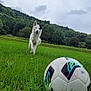 dog, running, soccer_ball, grass, field, outdoor, nature, forest, trees, cloudy_sky, playful, animal, pet, greenery, happy, landscape, sports, daylight, canine, energetic
