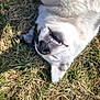 dog, grass, outdoor, smiling, happy, black_nose, white_fur, lying_down, sunlight, pet, nature, animal, playful, relaxed, closeup, canine, tongue_hidden, daytime, cute, fun