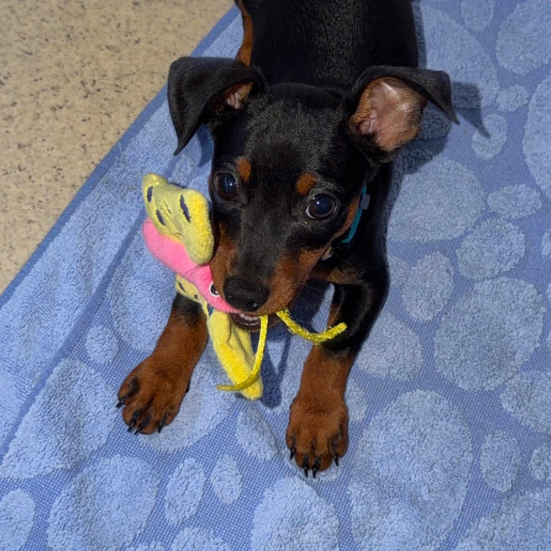 Bali a rejoint le concours — aidez-le/la à gagner de superbes lots ! puppy, dog, toy, blue_towel, floor, playful, pet, indoor, animal, young, black_dog, brown_dog, cute, small_dog, looking_up, ears_up, soft_toy, pet_toy, domestic_animal, flooring