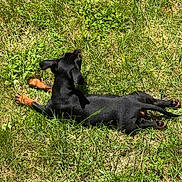 Bali participe au concours pour gagner de l'argent avec cette photo : dog, black_dog, grass, outdoor, sunlight, pet, animal, canine, nature, summer, relaxing, laying_down, greenery, daylight, small_dog, ears, paws, fur, sunshine, back_view