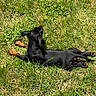 dog, black_dog, grass, outdoor, sunlight, pet, animal, canine, nature, summer, relaxing, laying_down, greenery, daylight, small_dog, ears, paws, fur, sunshine, back_view