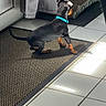 Bali a rejoint le concours — aidez-le/la à gagner de superbes lots ! puppy, dog, black_dog, blue_collar, mat, tile_floor, sunlight, indoor, curtain, pet, small_dog, flooring, looking_away, animal, domestic, home, carpet, scratcher, playful, young_dog