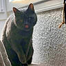 Moumoute participe au concours pour gagner de l'argent avec cette photo : animal, blurred, cat, curtain, cute, daylight, domestic_cat, feline, furry, gray_cat, house, indoor, looking, perch, pet, resting, sitting, tongue_out, wall, window