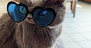 Moumoute a rejoint le concours — aidez-le/la à gagner de superbes lots ! animal, blanket, blue_sunglasses, cat, chair, cozy, cute, domestic_cat, ears, feline, furniture, gray_cat, heart_shaped_sunglasses, home, indoor, pet, portrait, sitting, tile_floor, whiskers
