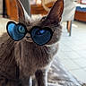 Moumoute a rejoint le concours — aidez-le/la à gagner de superbes lots ! cat, gray_cat, heart_shaped_sunglasses, blue_sunglasses, pet, indoor, blanket, cozy, furniture, chair, home, tile_floor, cute, animal, whiskers, ears, portrait, sitting, domestic_cat, feline