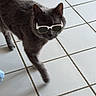 Moumoute participe au concours pour gagner de l'argent avec cette photo : cat, gray_cat, tile_floor, sunglasses, pet, indoor, walking, animal, feline, fur, whiskers, shadow, paws, cute, domestic_animal, floor_tiles, cool_cat, household, stylish, casual