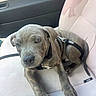 Blue participe au concours pour gagner de l'argent avec cette photo : dog, puppy, canine, brindle, brown_coat, floppy_ears, black_nose, amber_eyes, harness, collar, paws, car, car_interior, passenger_seat, seatbelt, seated, lying_down, pet, portrait, close_up