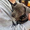 Blue participe au concours pour gagner de l'argent avec cette photo : puppy, dog, pit_bull, brown_coat, floppy_ears, sleepy, cute, pet, harness, hoodie, person, indoor, portrait, close_up, cuddling, arms, gray_clothing, cafe, background, photography