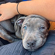 Blue participe au concours pour gagner de l'argent avec cette photo : dog, puppy, gray_dog, close_up, portrait, sleepy, relaxed, lying_down, lap, human_arm, pet, animal, canine, brown_eyes, floppy_ears, short_fur, nose, indoor, wooden_background, cozy
