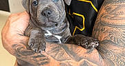 Blue participe au concours pour gagner de l'argent avec cette photo : puppy, dog, blue_eyes, gray_fur, short_hair, animal, pet, portrait, close_up, being_held, human, tattoos, arm, basketball_jersey, indoor, cuddling, paws, claws, white_chest_marking, photography