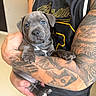 puppy, dog, blue_eyes, gray_fur, short_hair, animal, pet, portrait, close_up, being_held, human, tattoos, arm, basketball_jersey, indoor, cuddling, paws, claws, white_chest_marking, photography