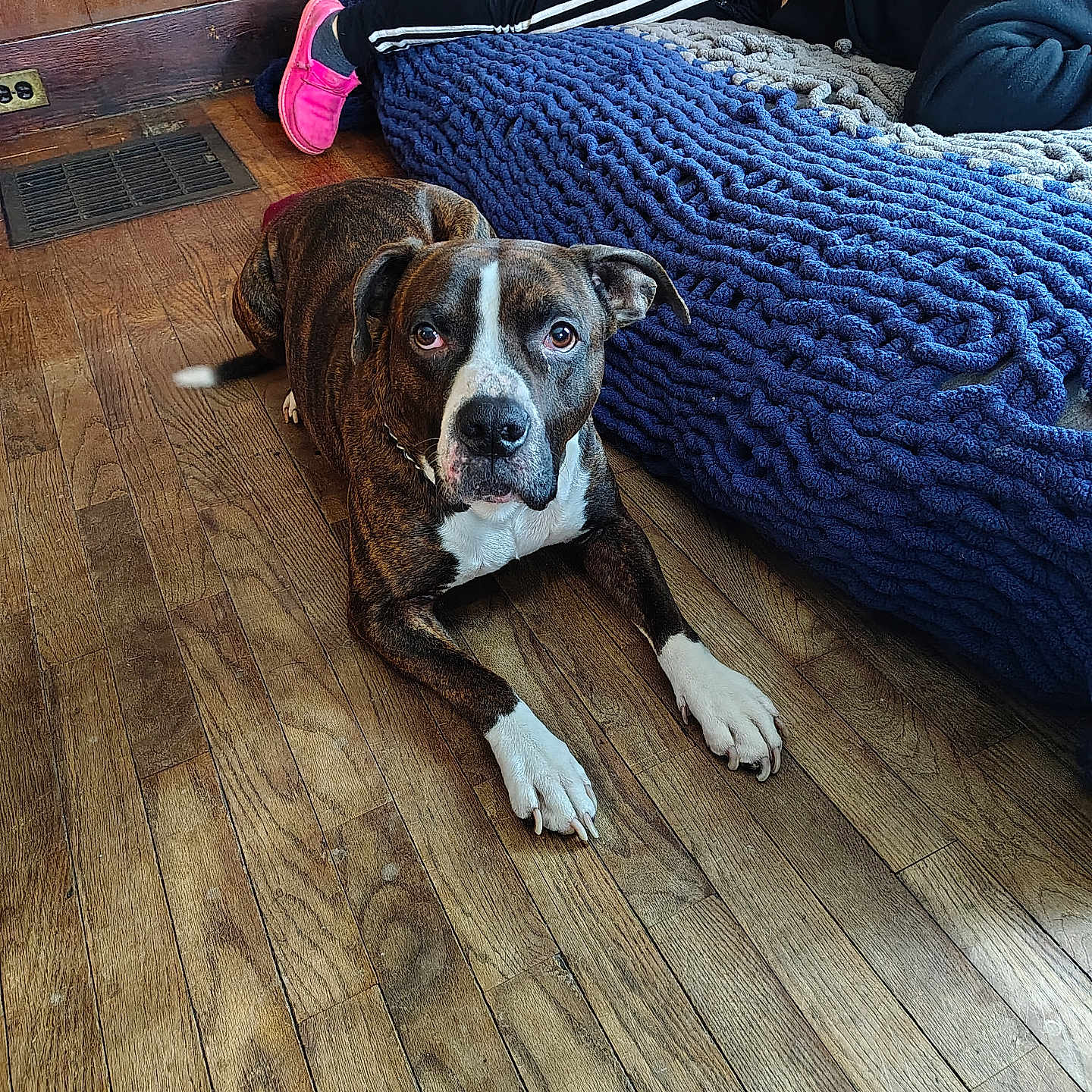 Atlas is registered to the contest to win money with this photo: athletic_pants, attentive_gaze, blue_blanket, brindle_dog, canine, chunky_blanket, collar, cozy, dog, hardwood_floor, indoor, lying_down, nose, paws, person_partial, pet_bed, pink_slipper, vent, white_markings, wooden_paneling