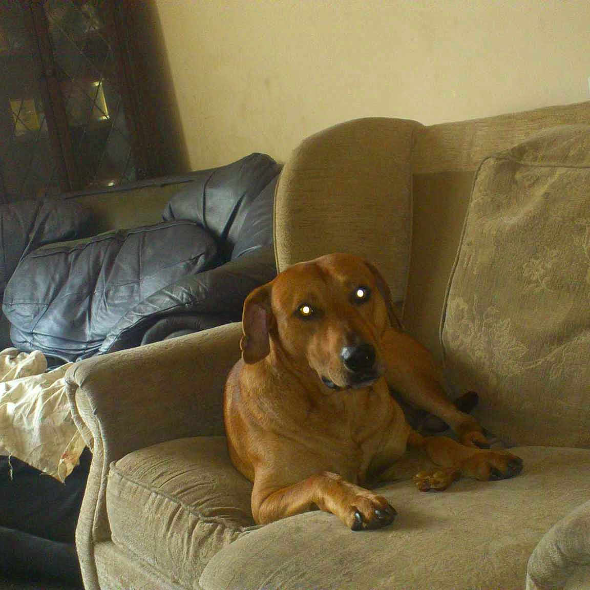 Tyson joined the competition — help win amazing prizes!