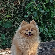 Hermès a rejoint le concours — aidez-le/la à gagner de superbes lots ! dog, pomeranian, fluffy, smiling, bench, wood, outdoor, greenery, leaves, nature, pet, canine, animal, fur, portrait, happy, small_dog, sunlight, park, cute